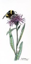 Buff-tailed bumble bee (Bombus terrestris)