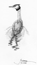 Crested grebe (Podiceps cristatus)
