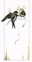 Bank swallow (Riparia riparia)