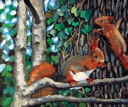 Red Squirrels